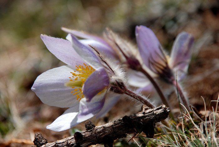 Wandern im Frühling in Südtirols Süden